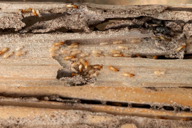 Best Local Pest Control Services  in North Industry, OH